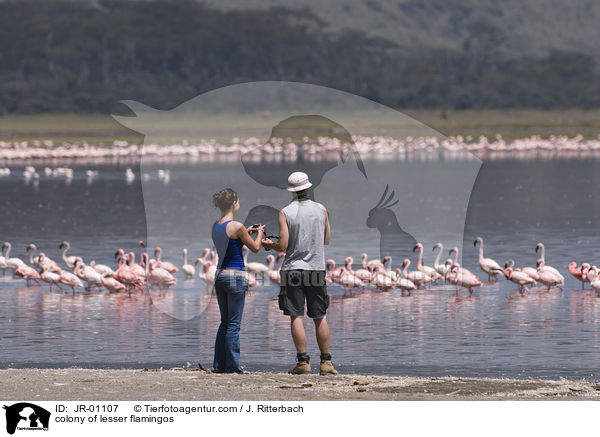 Kolonie Zwergflamingos / colonyof lesser flamingos / JR-01107